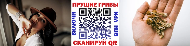 Псилоцибиновые грибы Psilocybe Истра