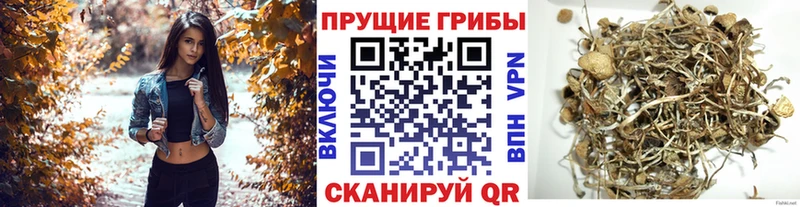 Купить где  Истра  Псилоцибиновые грибы MAGIC MUSHROOMS 